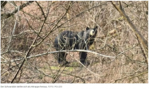Bär in Kosel gesichtet: Mann ruft die Polizei